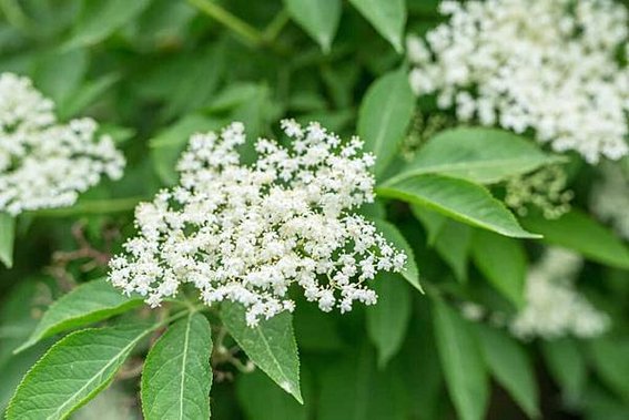 elderflower-vs-elderberry-1024x683