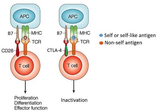 CTLA selection