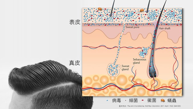 抗菌≠抗屑，一直“抗菌”是錯誤的！.jpg