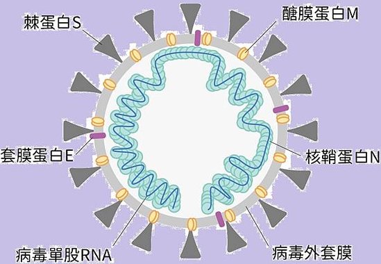 冠狀病毒.jpg