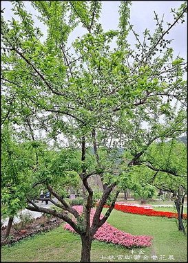2025士林官邸鬱金香花展_060.jpg