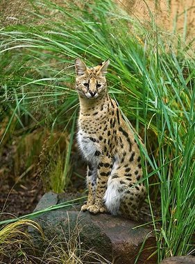 serval_624.jpg