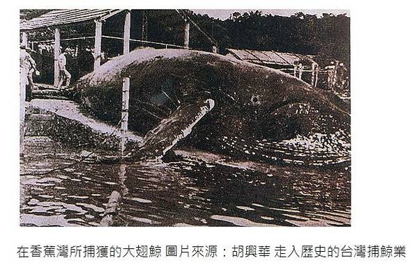 台灣的捕鯨歷史1920-1942-當時的台灣總督府或許是具永