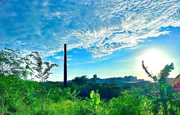 湖口大園山陣地，發現百年老樹群-木麻黃，拯救老樹-請縣政府固