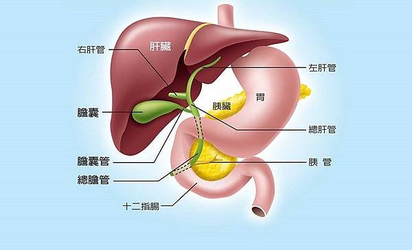 膽結石手術日誌