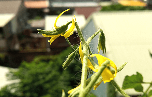 小蕃茄_2021_1002_07