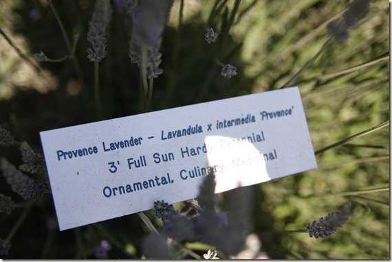 Lavender Festival 337