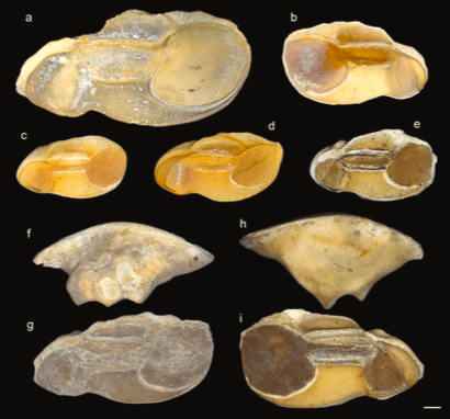 大黃魚和海鯰，古代台南人愛吃什麼魚？