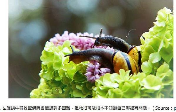 池塘蝸牛儘管自然界多數椎實螺都是順時針旋轉的螺殼，但偶爾也會