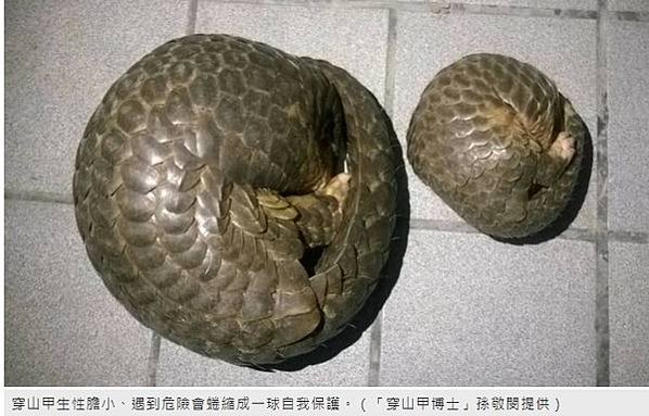 「鯪鯉（穿山甲）」二級保育類「穿木屐躦鯪鯉」/圓滾滾的吉祥物