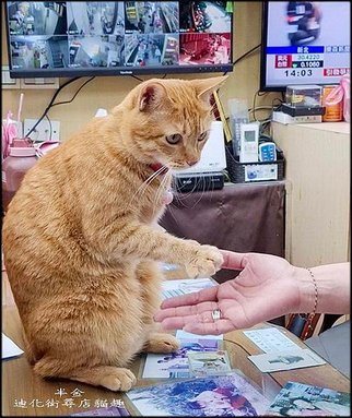 迪化街尋店貓趣_030.jpg