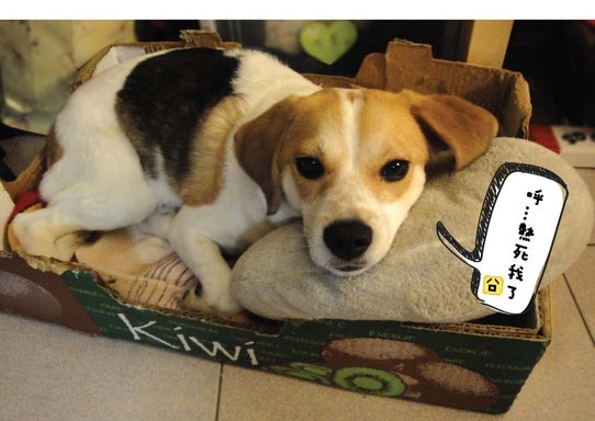 hot_Dog-01.jpg