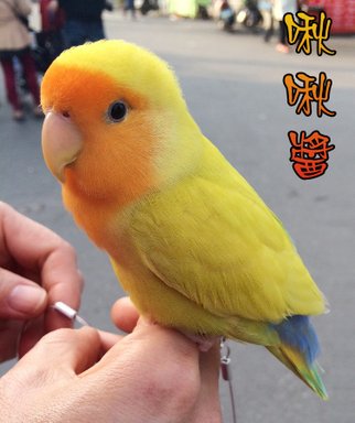 [動物溝通回饋７７，鳥/協尋－離世]　我在你身邊親吻著你～ 