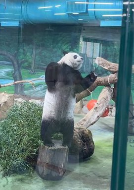 🐼台北市立木柵動物園與圓圓、圓仔近距離相遇