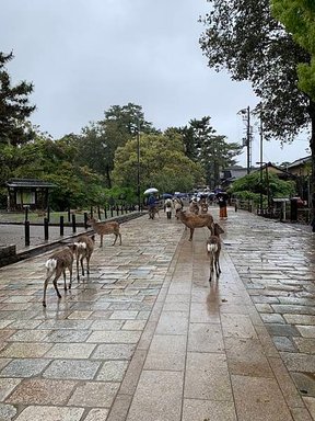 ［京都自駕遊］京都寺廟走斷腿之旅