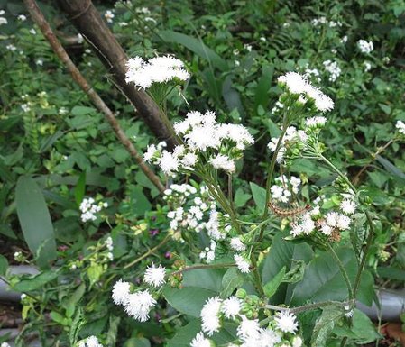 1030118跑馬古道_白花霍香薊.jpg