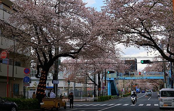 2023 | 東京賞櫻 DAY 1