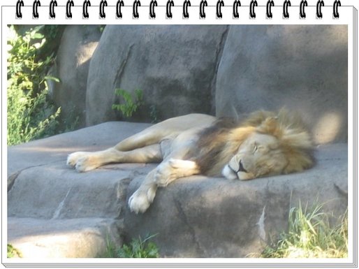 lion.jpg