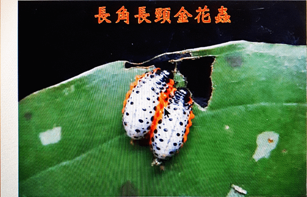 113.05.23昆蟲的有趣行為 紀錄：趙蘭芬