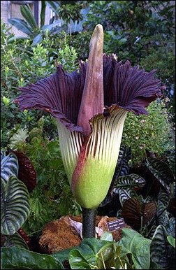 250px-Titan-arum1web