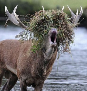 funny_elk_with_grass_on_its_head.jpg