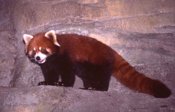 小貓熊-024.jpg