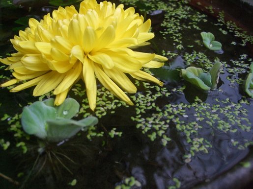 DSCF8491.JPG