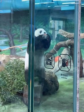 🐼台北市立木柵動物園與圓圓、圓仔近距離相遇