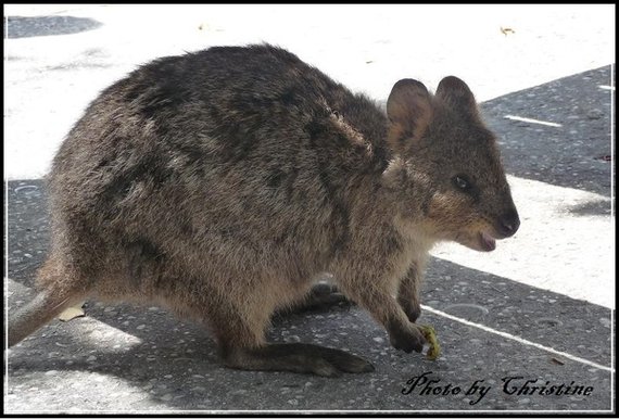 Quokka 逛商店街
