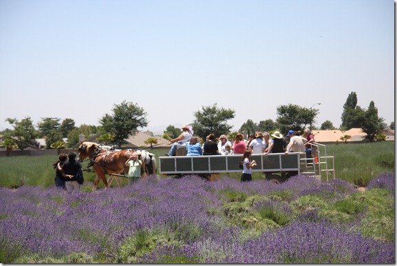 Lavender Festival 147