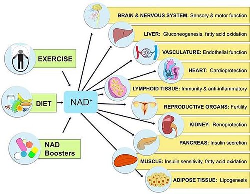 透過NAD+的補給改善健康狀態