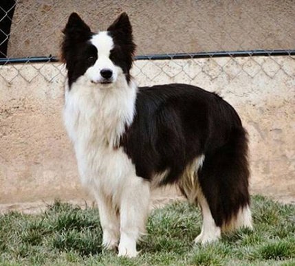 邊境牧羊犬 常見疾病