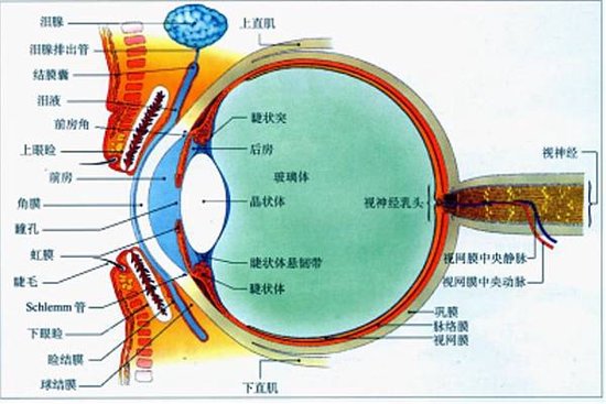 眼球.jpg