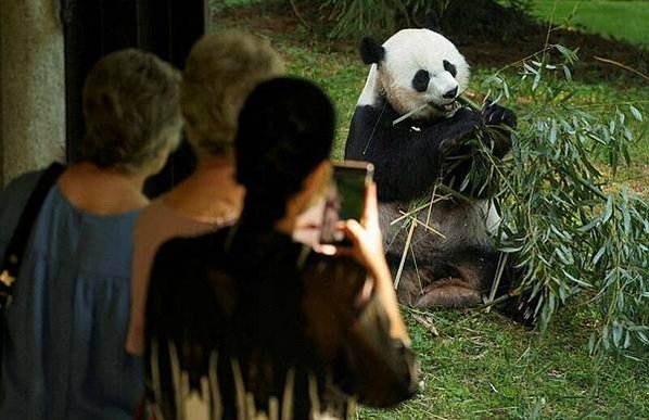 「貓熊外交」「送還」歸零-美國首都華盛頓的國家動物園（Nat