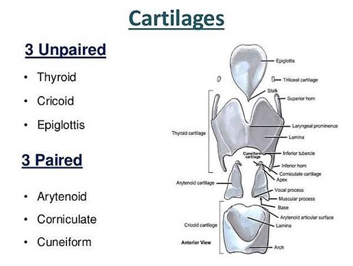 larynx-dr-mehul-tandel-7-638.jpg