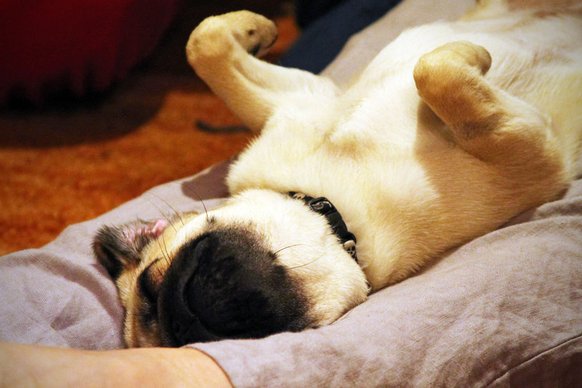 pug-portrait-pepper-asleep-on-her-back