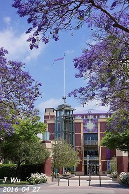 Jacaranda Tree 04272016 (21).JPG