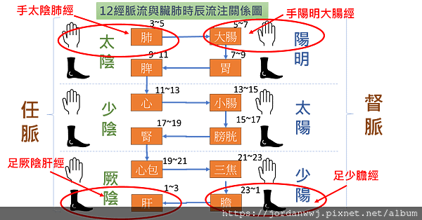 01-【十二經脈流】與【臟腑】時辰流注關係【速記圖】

 
