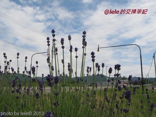 IMG_2425 (600x450)