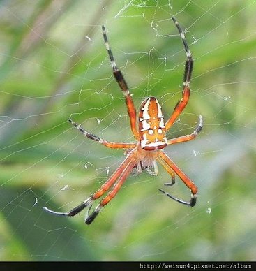 蛛形綱_蜘蛛目_金蛛科_眼點金蛛_雌_竹縣-九芎湖_20120610.JPG