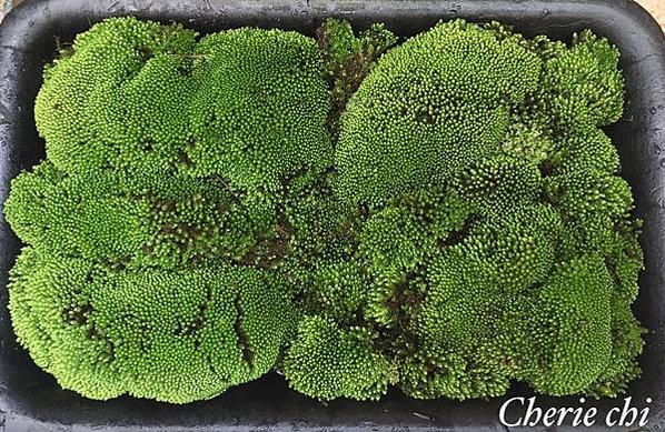 Moss Queen 青苔界的皇后-我的真蘚Bryum ar