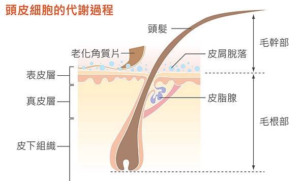 Lu-Doctor-scalp-2