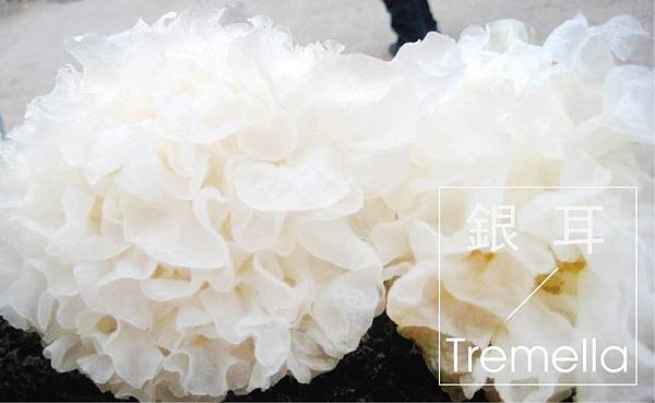 Tremella-01