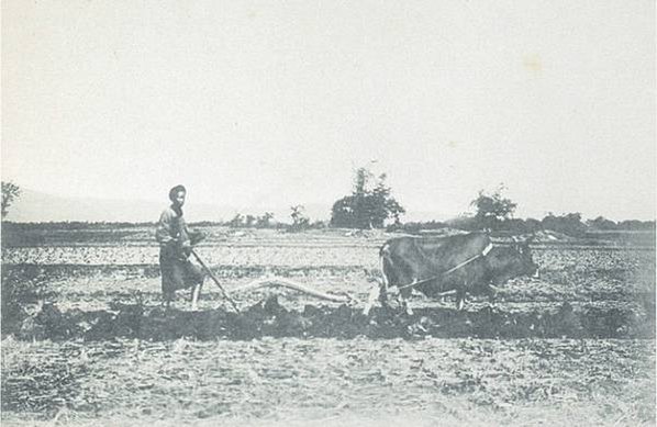 老照片/台湾 1896