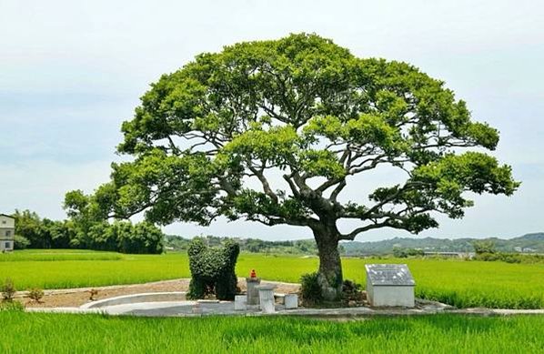 新埔鎮最美麗的田頭伯公－田新福德柌/張氏家廟（縣定古蹟）-田