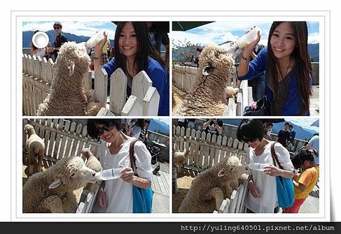 餵羊2