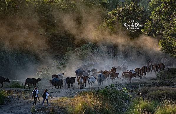 擎天崗水牛，見證農耕時代的牧場文化2021年留在擎天崗僅剩少