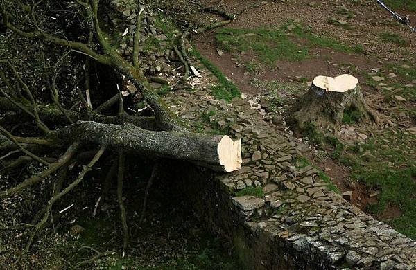 羅賓漢樹（Sycamore Gap Tree以及Robin 