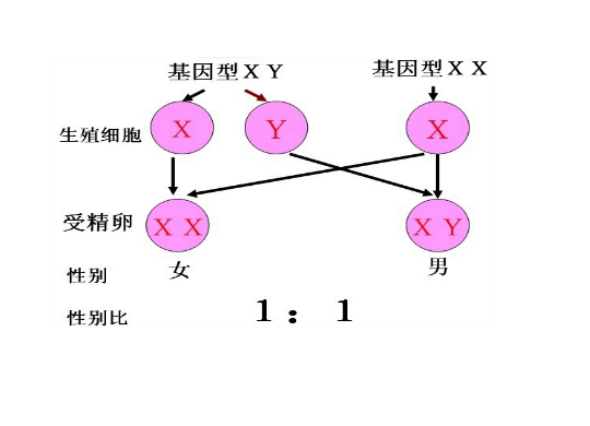 「新指標「GALAD-Score 」早期發現才能拯救生命！」