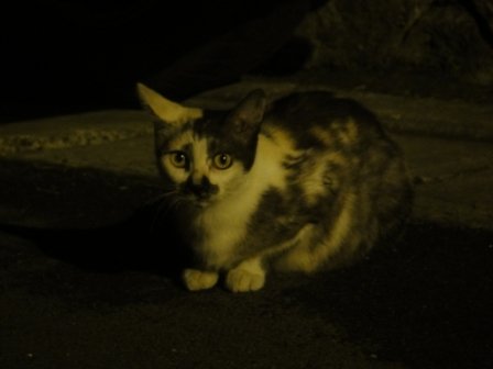 DSC03706.JPG